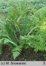 Polystichum setiferum (paprotnik szczecinkozębny)