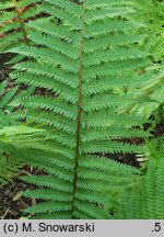 Polystichum setiferum (paprotnik szczecinkozębny)