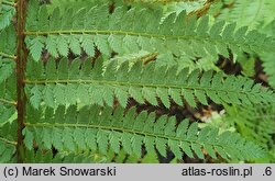 Polystichum setiferum (paprotnik szczecinkozębny)