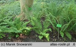 Polystichum setiferum (paprotnik szczecinkozębny)