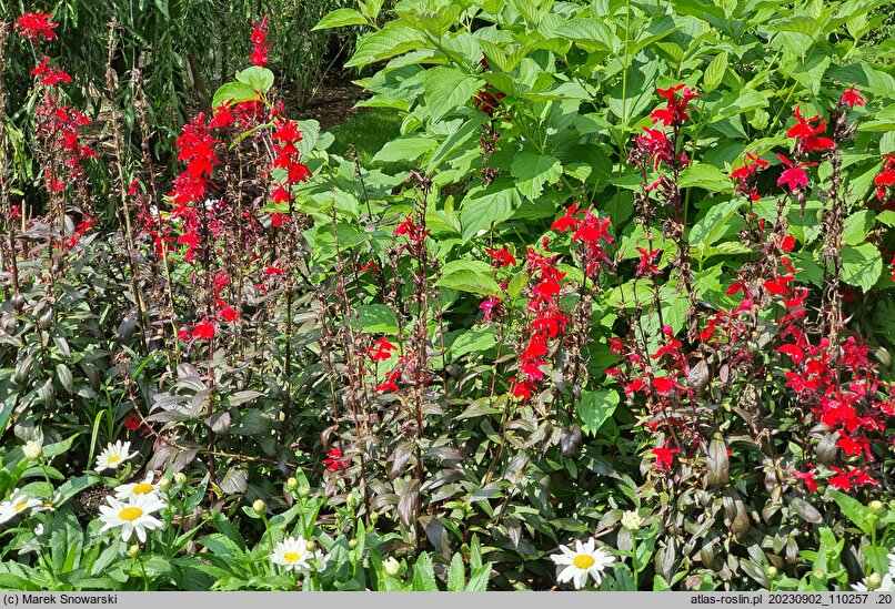 Lobelia ×speciosa Starship Burgundy