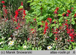 Lobelia ×speciosa Starship Burgundy
