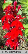 Lobelia ×speciosa Starship Burgundy