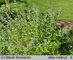 Caryopteris ×clandonensis Worcester Gold