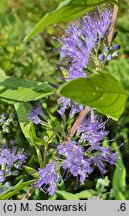 Caryopteris ×clandonensis Worcester Gold