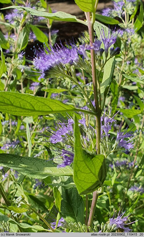 Caryopteris ×clandonensis Worcester Gold