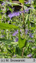 Caryopteris ×clandonensis Worcester Gold