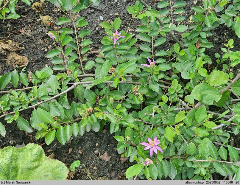 Grewia occidentalis (grewia zachodnia)