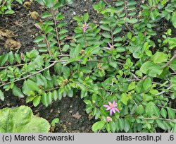 Grewia occidentalis (grewia zachodnia)