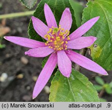 Grewia occidentalis (grewia zachodnia)