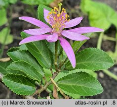 Grewia occidentalis (grewia zachodnia)
