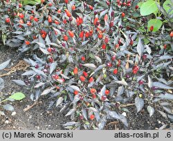 Solanum aviculare (psianka ptasia)