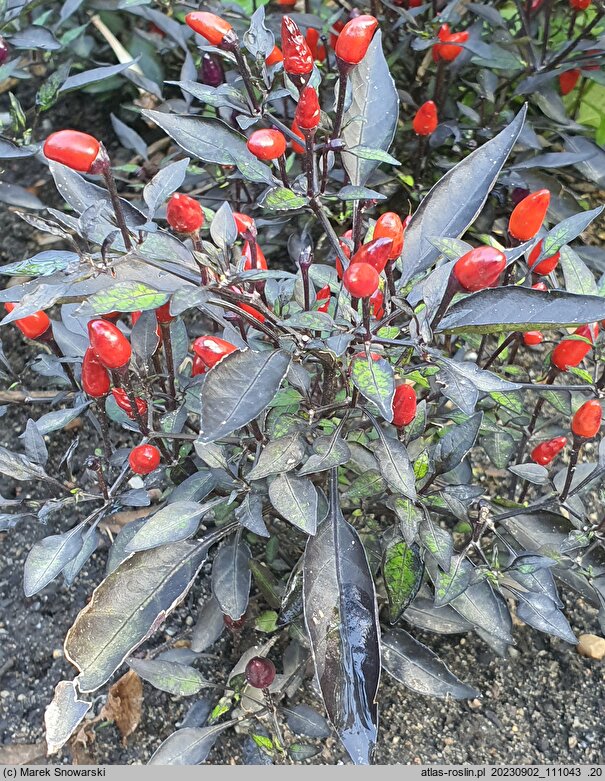 Solanum aviculare (psianka ptasia)