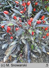 Solanum aviculare (psianka ptasia)