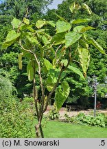 Solanum betaceum (cyfomandra grubolistna)
