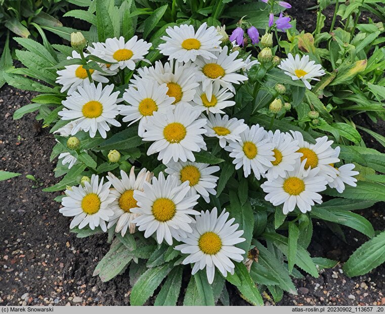 Leucanthemum maximum Broadway Lights Cream