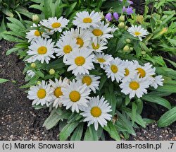Leucanthemum maximum Broadway Lights Cream