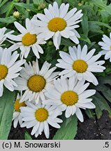 Leucanthemum maximum Broadway Lights Cream