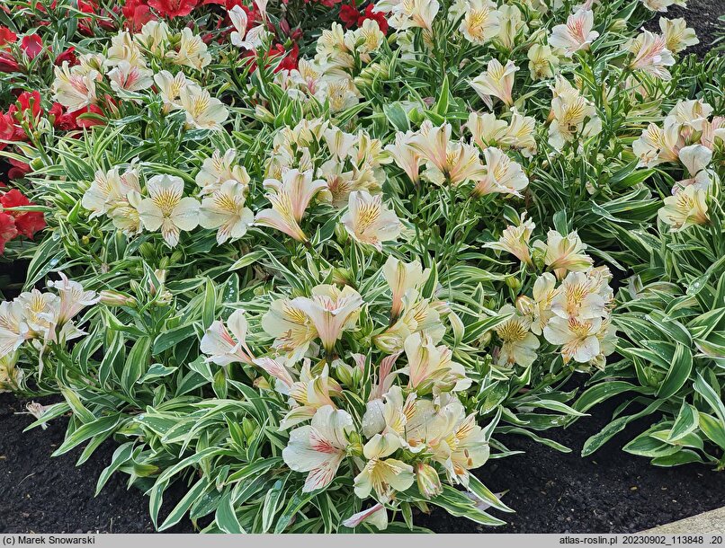 Alstroemeria aurea Fabiana