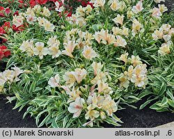 Alstroemeria aurea Fabiana