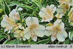 Alstroemeria aurea Fabiana