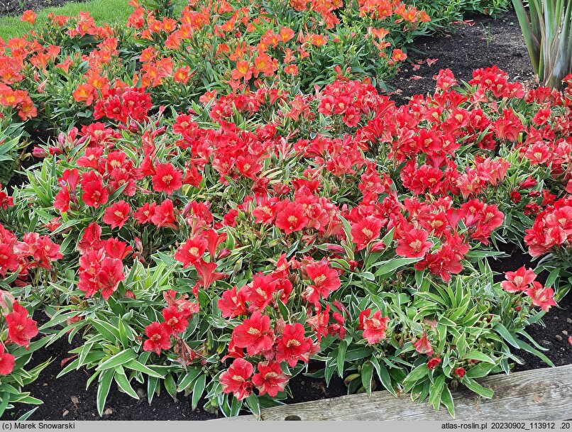 Alstroemeria aurea Katina