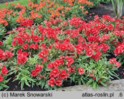 Alstroemeria aurea Katina