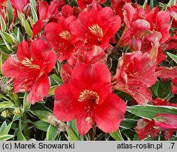 Alstroemeria aurea Katina