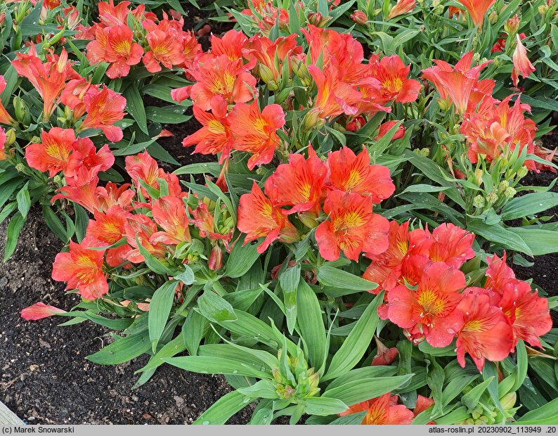 Alstroemeria aurea Amina
