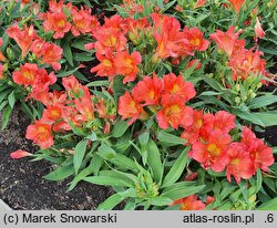 Alstroemeria aurea Amina