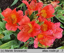 Alstroemeria aurea Amina