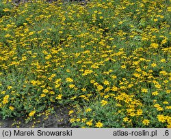 Bidens Yellow Charm