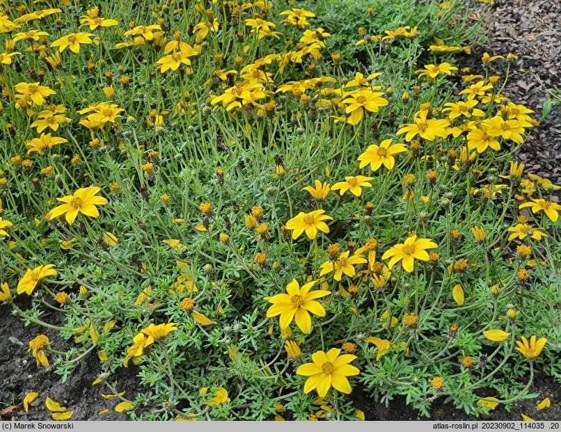 Bidens Yellow Charm