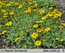 Bidens Yellow Charm