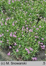 Isotoma Stella Pink