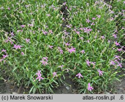 Isotoma Stella Pink