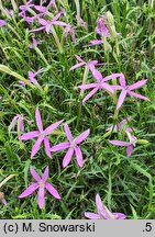 Isotoma Stella Pink