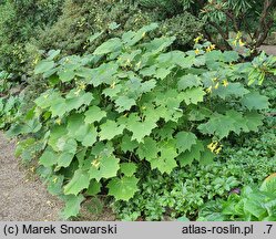Kirengeshoma palmata (kirengeszoma dłoniasta)