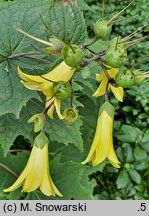 Kirengeshoma palmata (kirengeszoma dłoniasta)