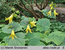 Kirengeshoma palmata (kirengeszoma dłoniasta)