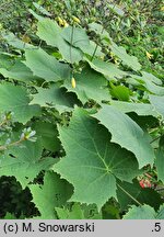 Kirengeshoma palmata (kirengeszoma dłoniasta)