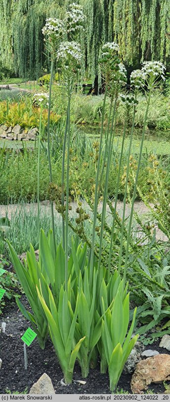 Ornithogalum saundersiae (śniedek Saundersa)