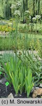 Ornithogalum saundersiae (śniedek Saundersa)
