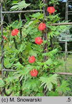 Ipomoea ×sloteri (wilec kardynalski)