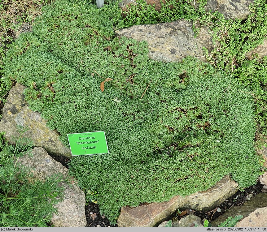 Dianthus Sternkissen