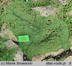 Dianthus Sternkissen