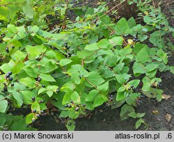 Hypericum androsaemum (dziurawiec barwierski)