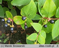 Hypericum androsaemum (dziurawiec barwierski)