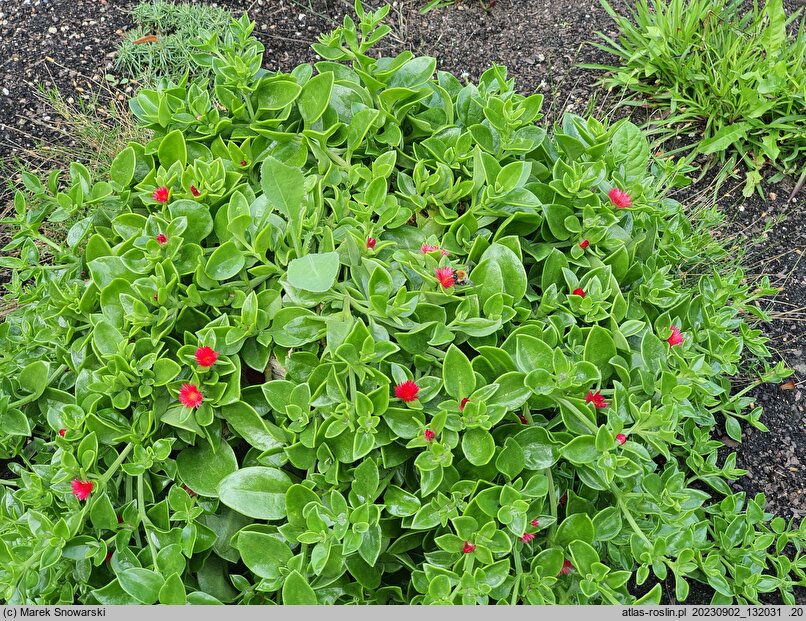 Aptenia cordifolia (aptenia sercowata)
