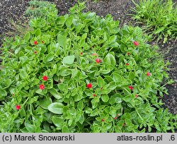 Aptenia cordifolia (aptenia sercowata)